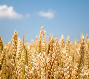 Масло зародышей пшеницы: применение в косметологии