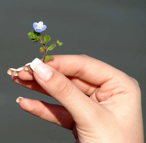 Способы восстановления натуральных ногтей после наращивания